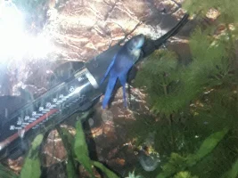 Sticky fins on my betta