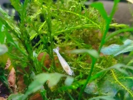 White Pearl/Snowball shrimp taxonomy
