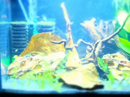 Re-starting 15 gallon, 1st time with sand