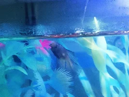 Betta with a weird white patch on it's side.
