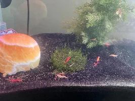 Shrimp have arrived finally