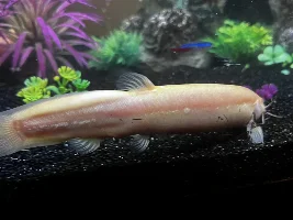 Weird marks on albino loach