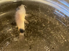 What is this?