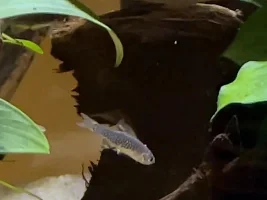 Video of new little CPD babies