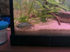 Strange Dwarf Gourami Behaviour
