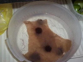 4th Spawning Attempt