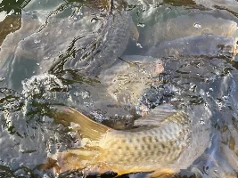 The carp at my local marina!