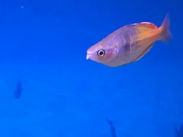Fish acting weird please help!