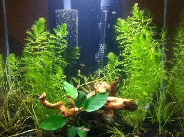 New member with fluval edge (12g)