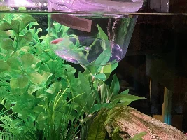 Guppy started dying overnight…