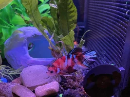 Guppy started dying overnight…