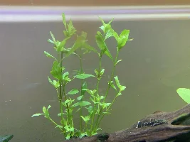 Plant identification and care?