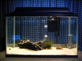 Help In Planting My Aquarium