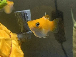 What’s on my Molly fish?
