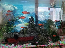 My Humble 20 Gallon