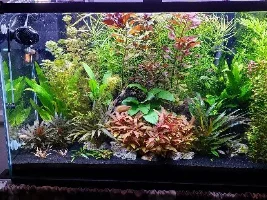 Vote Now! - February 2021 Tank of the Month (31 Gallons and larger)