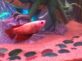 Betta gills