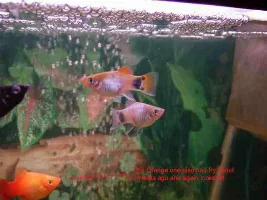 Mickey Mouse Platy