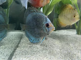 New 252l tank - Discus Behaving Weird
