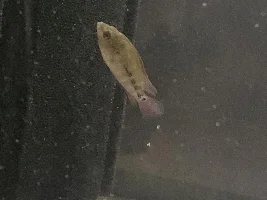 Flowerhorn cichlid identification