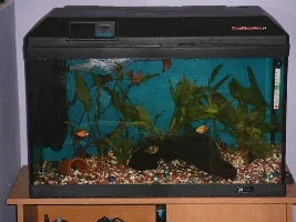 My Tanks