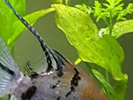 Possible illness(es) freshwater angelfish