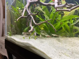 Electric Blue Acara causing trouble?