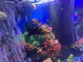 Molly fish with hunched back? Or bent back?