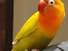 Pet pics