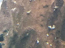 What type of snail are these?