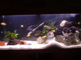 My Tank (newbie)