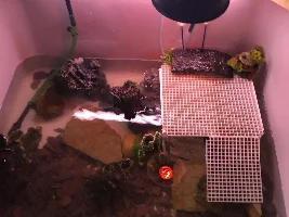 My ybs and musk turtles home