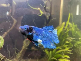 PLEASE HELP: Betta fish has abnormal growths!