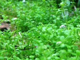 Nano Iwagumi Planted "serene".. That's The Goal!