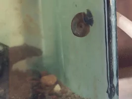 Who is this visitor?