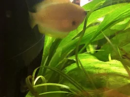 Sick Honey Gourami-lost colour and has some sort of growth?!
