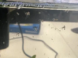 What is in my tank