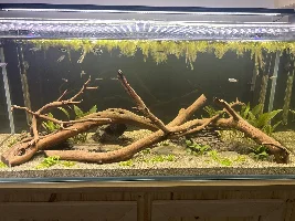 My 75 Gallon Rimless Build