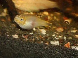 Albino Pelvicachromis pulcher