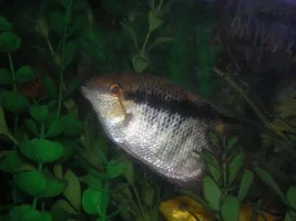 Enough big guys . . . let's see dwarf cichlids!!!