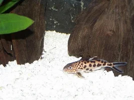 Some of my plecos and cats :) :) :) :)