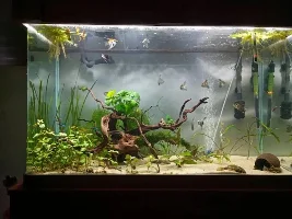 Vote Now for the Fish Forums March 2019 TOTM