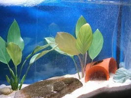 Hillstream Loach Tank