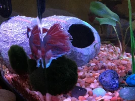 Betta's tail quickly frayed? Strange tearing and hole under a week.
