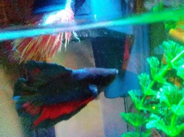 Is this fin rot?