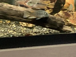 Nicaraguan Macaw Cichlids, need opinions, Wills?