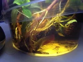 New Betta!
