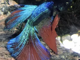 Fin rot salt treatment procedure