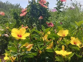 Phone Photography