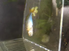 Dwarf Neon Rainbowfish Dead Help